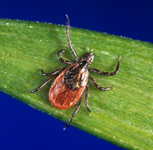 Blacklegged tick